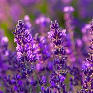 Lawenda spika (lavandula latifolia) /olejek eteryczny lawendowy spikowy