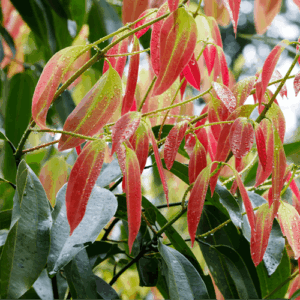 Rawensara (rawensara aromatica) / olejek eteryczny rawensarowy