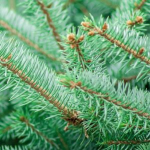 Jodła syberyjska (abies sibirica) / olejek eteryczny jodłowy (jodły syberyjskiej)