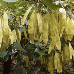 Drzewo różane wschodnioindyjskie (dalbergia sissoo) / olejek eteryczny drewna różanego