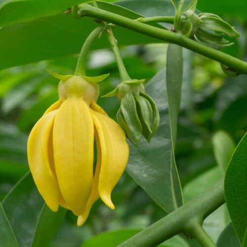 Ylang kompletny (cananga odorata) / olejek eteryczny ylang kompletny