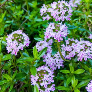 Tymianek werbenowy (thymus hyemalis) / olejek eteryczny tymiankowy werbenowy