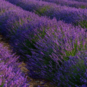 Lawenda super (lavandula angustifolia x lavandula latifolia) / olejek eteryczny lawendowy super