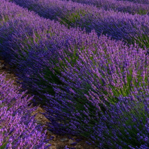 Lawenda super (lavandula angustifolia x lavandula latifolia) / olejek eteryczny lawendowy super