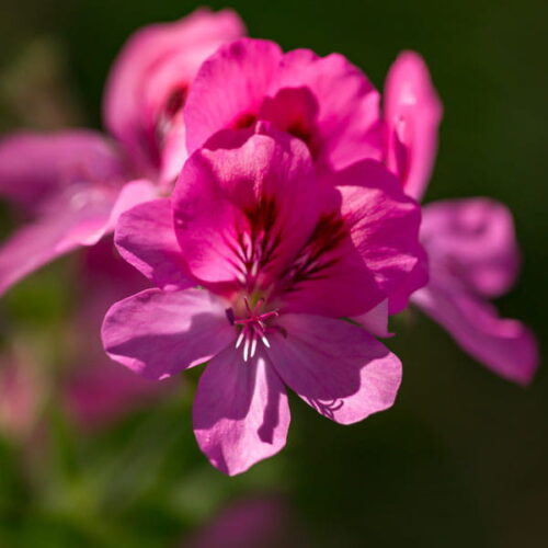 Geranium różane (pelargonium graveolens) / olejek eteryczny geraniowy różany