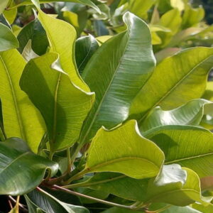 Goździkowiec korzenny (syzygium aromaticum) / olejek eteryczny goździkowy z liści