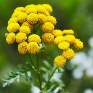 Wrotycz marokański (tanacetum annuum) / olejek eteryczny wrotyczowy marokański (olejek blue tansy)