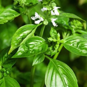 Bazylia słodka (ocimum basilicum) / olejek eteryczny bazyliowy słodki