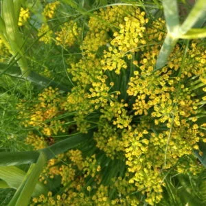 Fenkuł (foeniculum vulgare) / olejek eteryczny fenkułowy z nasion
