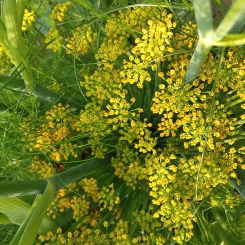 Fenkuł (foeniculum vulgare) / olejek eteryczny fenkułowy z nasion