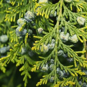 Żywotnik zachodni (thuja occidentalis) / olejek eteryczny tujowy