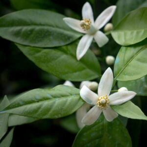 Neroli (citrus aurantium) /olejek eteryczny neroli z kwiatów pomarańczy gorzkiej