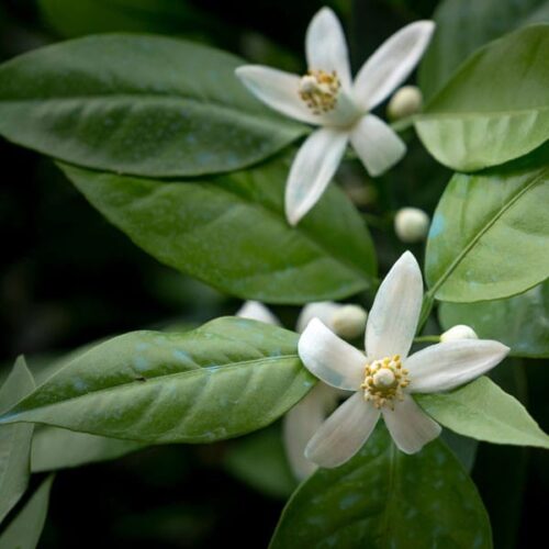 Neroli (citrus aurantium) /olejek eteryczny neroli z kwiatów pomarańczy gorzkiej