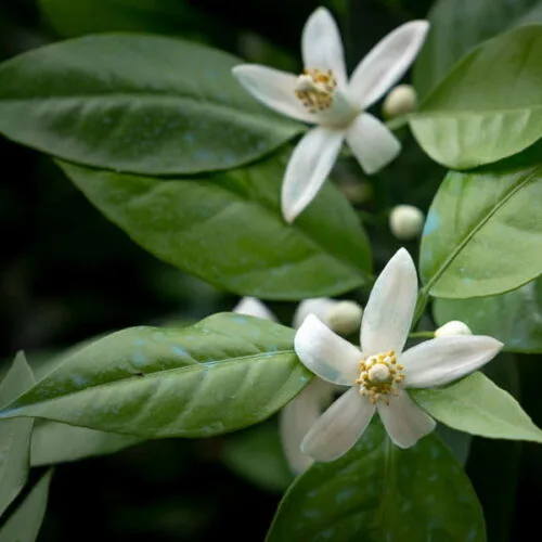 Neroli (citrus aurantium) /olejek eteryczny neroli z kwiatów pomarańczy gorzkiej