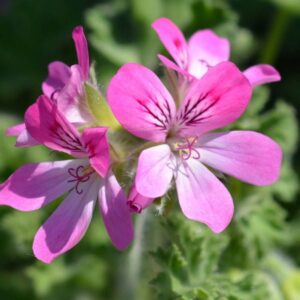 Geranium bourbon (pelargonium graveolens) / olejek eteryczny geraniowy bourbon