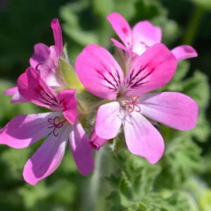 Geranium bourbon (pelargonium graveolens) / olejek eteryczny geraniowy bourbon