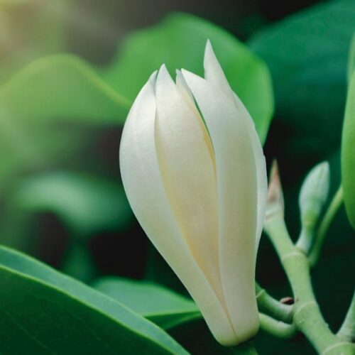 Magnolia (michelia alba) / olejek eteryczny magnoliowy