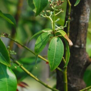 Cynamonowiec cejloński (cinnamomum verum) / olejek eteryczny cynamonowy z liści