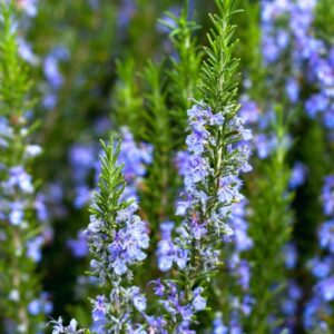 Rozmaryn (rosmarinus officinalis) olejek eteryczny rozmarynowy, typ. cyneolowy