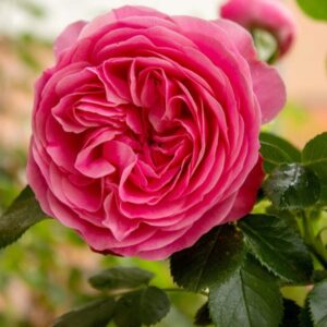 Róża marokańska  (Rosa Centifolia) olejek eteryczny