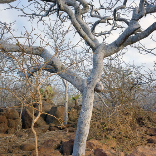 Palo santo (bursera graveolens) / olejek eteryczny palo santo
