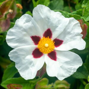 Czystek (cistus ladaniferus) / olejek eteryczny z czystka (z ziela)