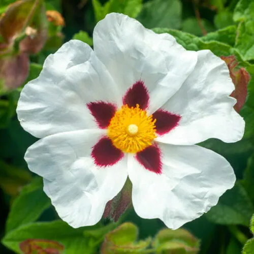 Czystek (cistus ladaniferus) / olejek eteryczny z czystka (z ziela)
