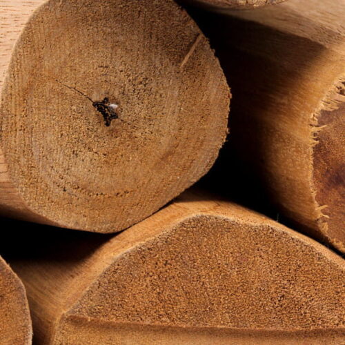 Sandałowiec z nowej kaledonii (santalum austrocaledonicum) / olejek eteryczny sandałowy nowokaledoński