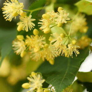 Lipa (tilia cordata) / olejek absolut lipowy