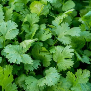 Kolendra (coriandrum sativum) / olejek eteryczny kolendrowy z liści