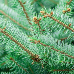 Jodła balsamiczna (abies balsamea) / olejek eteryczny jodłowy (jodły balsamicznej)