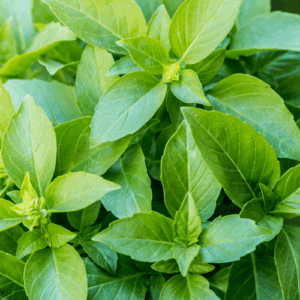 Bazylia tulsi (ocimum tenuiflorum) / olejek eteryczny bazyliowy tulsi