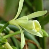 Wanilia (vanilla planifolia) / ekstrakt glicerynowy ze strąków