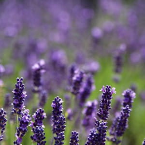 Lawenda maillette (lavandula angustifolia) / olejek eteryczny lawendowy maillette