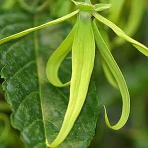 Ylang II (cananga odorata) / olejek eteryczny z ylang (z drugiej fazy destylacji)