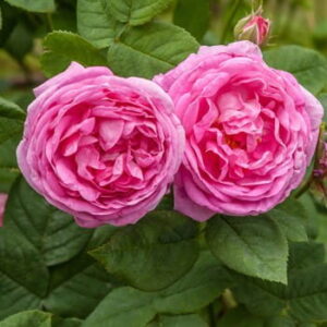 Róża stulistna (rosa centifolia) / olejek absolut różany (z róży stulistnej)