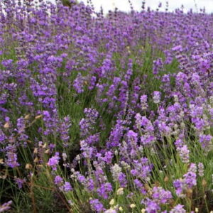 Lawenda population (lavandula angustifolia) / olejek eteryczny lawendowy