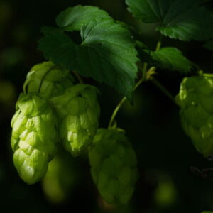 Chmiel (humulus lupulus) / olejek eteryczny chmielowy (z szyszek chmielu)