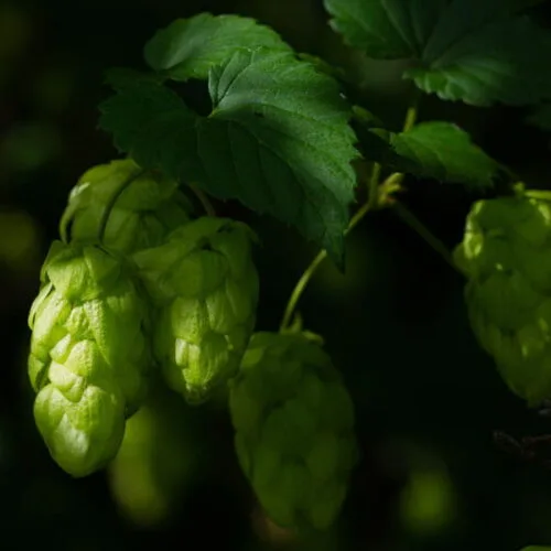 Chmiel (humulus lupulus) / olejek eteryczny chmielowy (z szyszek chmielu)