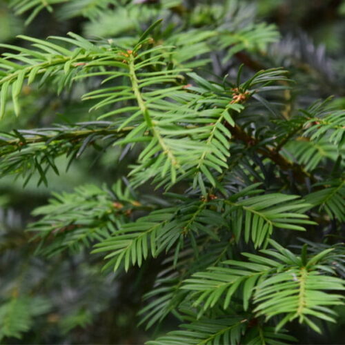 Choina kanadyjska (tsuga canadensis) / olejek eteryczny choiny kanadyjskiej