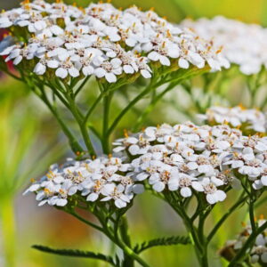 Krwawnik (achillea millefolium) / olejek eteryczny krwawnikowy