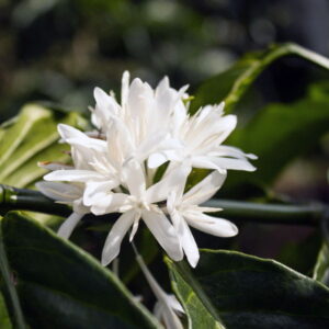 Kwiat kawy (coffea arabica) / olejek absolut z kwiatów kawy