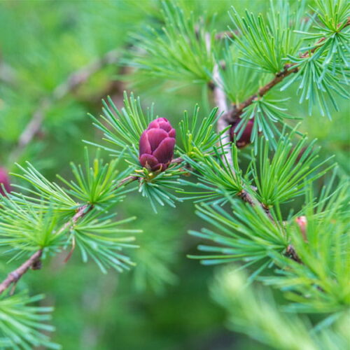 Modrzew (larix laricina) / olejek eteryczny modrzewiowy