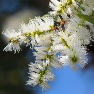 Nerolina (melaleuca quinquenervia) / olejek eteryczny nerolinowy