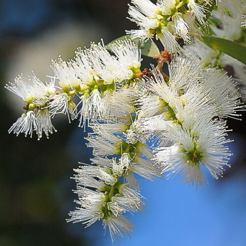 Nerolina (melaleuca quinquenervia) / olejek eteryczny nerolinowy