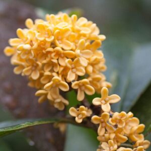 Osmantus  (Osmanthus Fragrans) olejek eteryczny z kwiatów