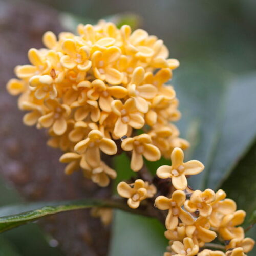 Osmantus (osmanthus fragrans) / olejek eteryczny osmatusowy
