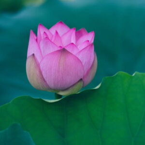 Lotos różowy (nelumbo nucifera) / olejek absolut z różowego lotosu