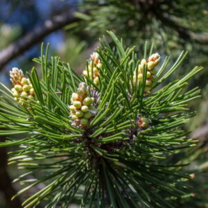 Świerk biały (picea glauca) / olejek eteryczny świerkowy (świerku białego)