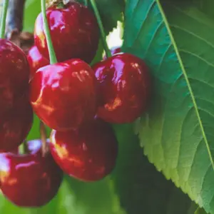 Olej czereśniowy (prunus avium) nierafinowany